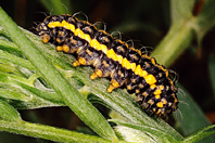 Heterogynis penella Heterogynis penella